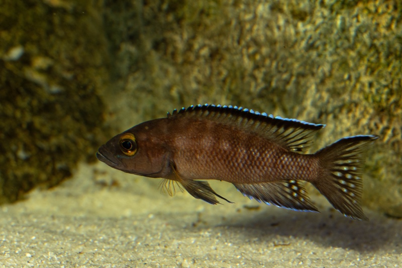 Neolamprologus buescheri 'Kasanga'